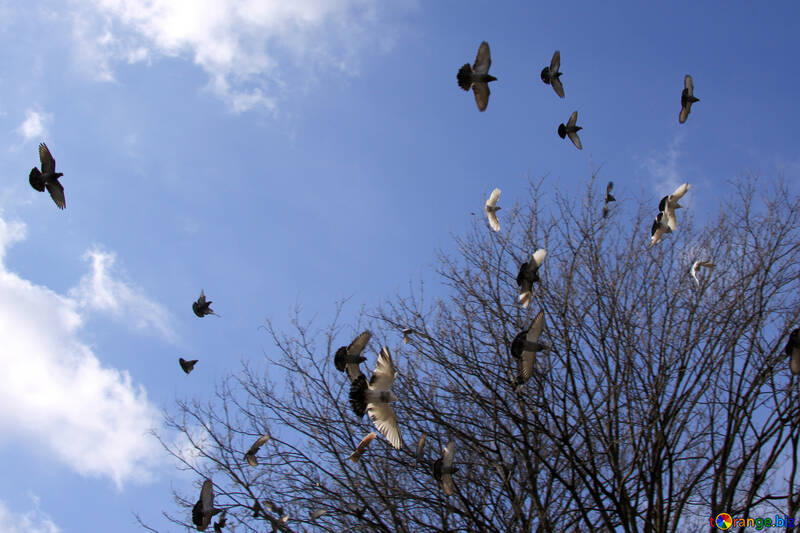 Les pigeons qui volaient №1437