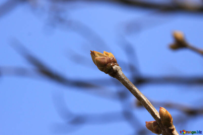 Spring buds swell №1432