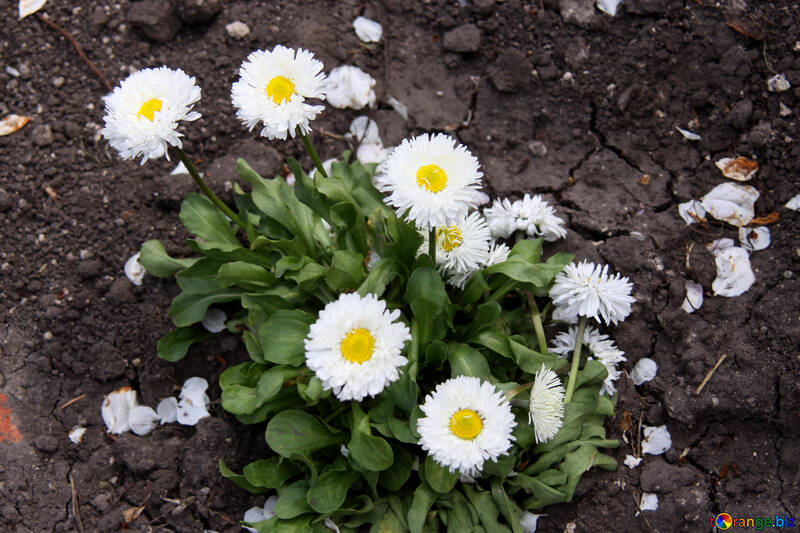 White daisies №1832