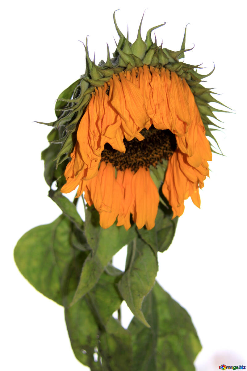 Wilted  sunflower №1439