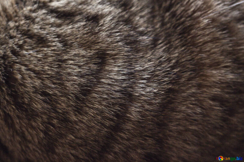  gatos abrigo de piel de lana  №1231