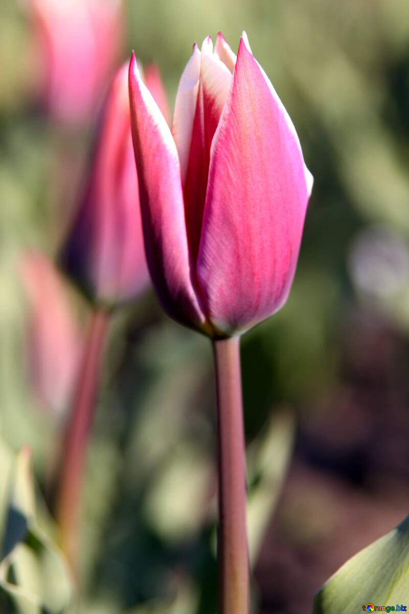 Long tulip in the garden №1659