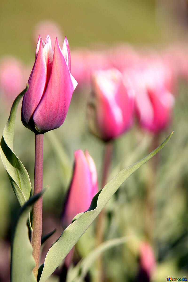 Cor-de-rosa flor de tulip №1660