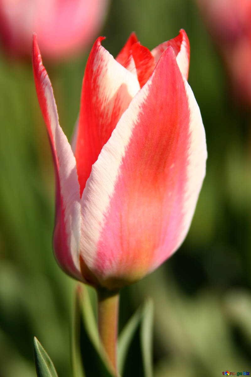 Rose pockmarked variétal tulipe №1662