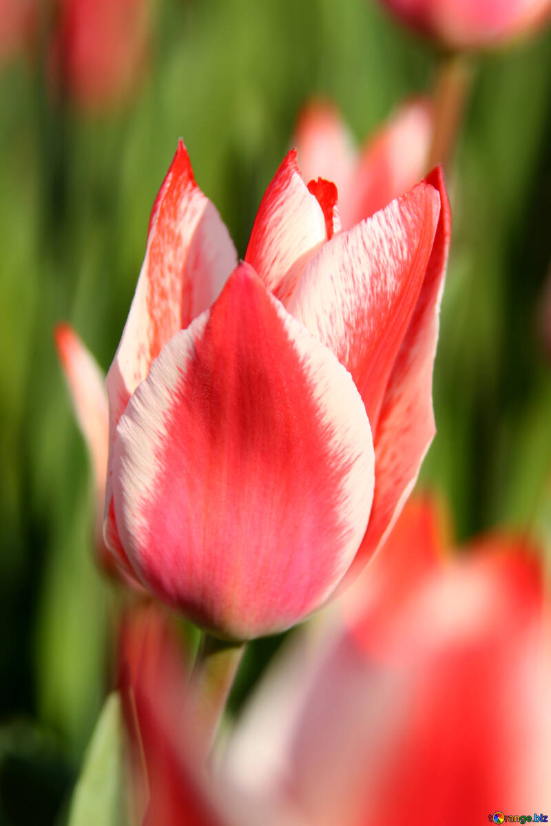 Pockmarked white and pink tulip №1661