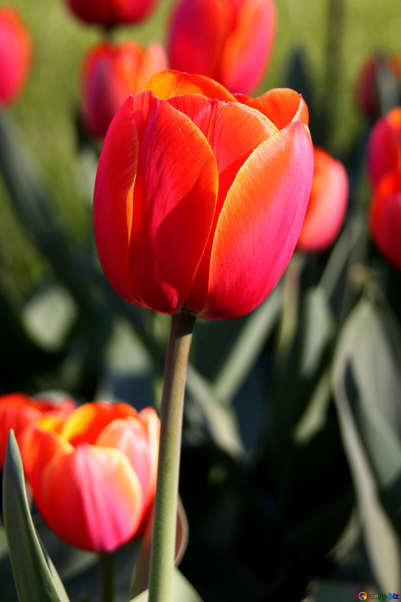 Red tulip №1649