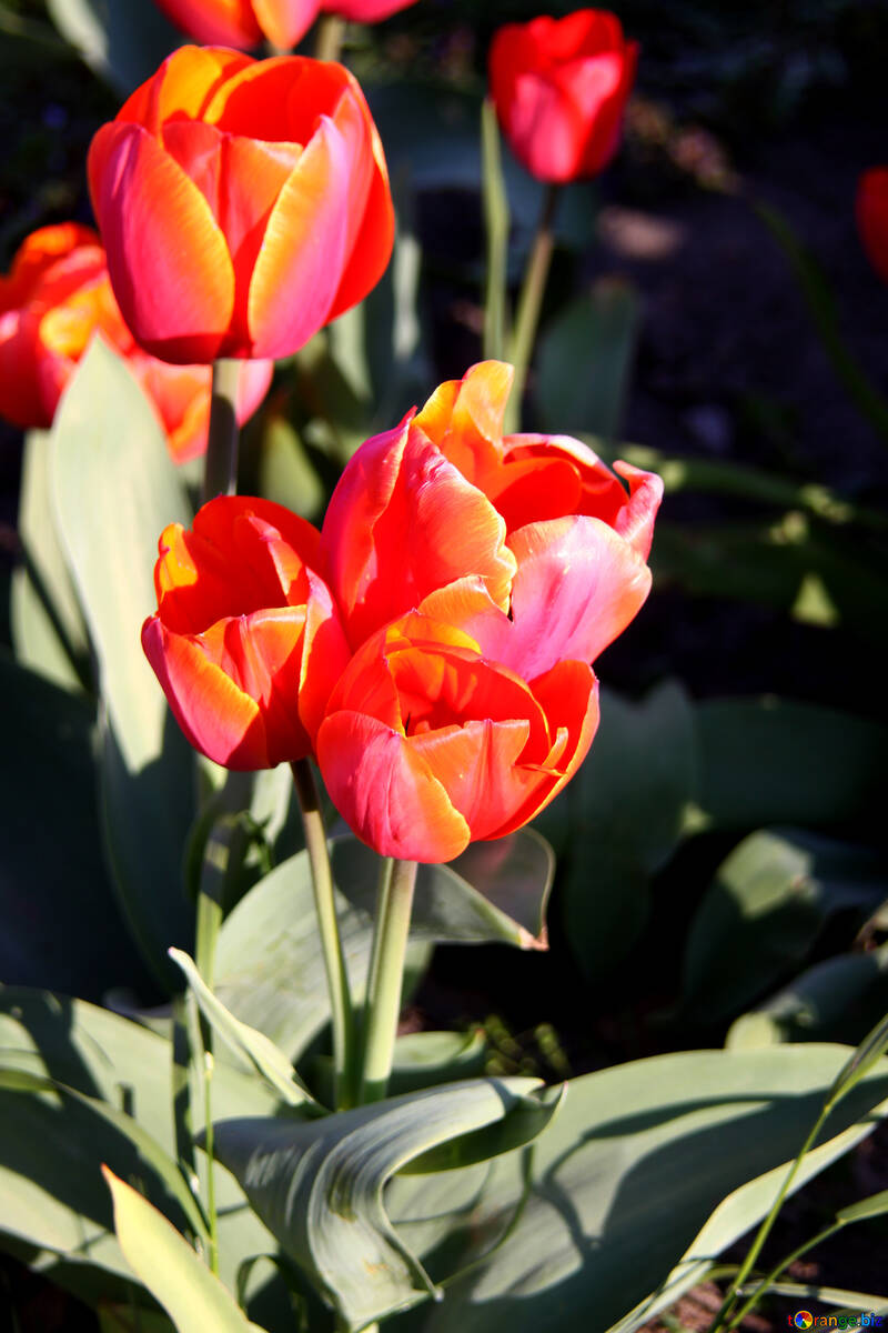 Tulipes №1647