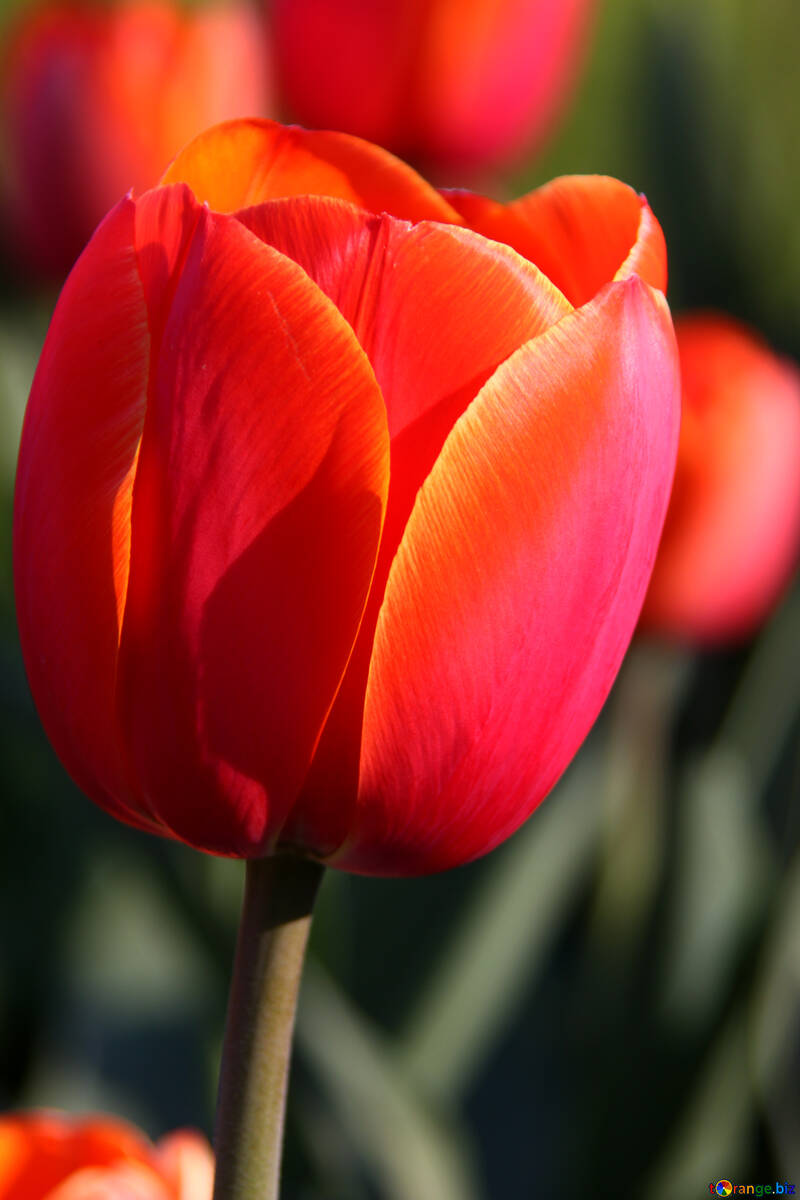Tulip red. Large №1650