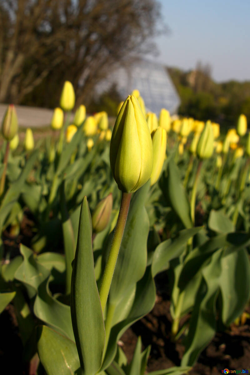 La yema del tulipán amarillo №1639