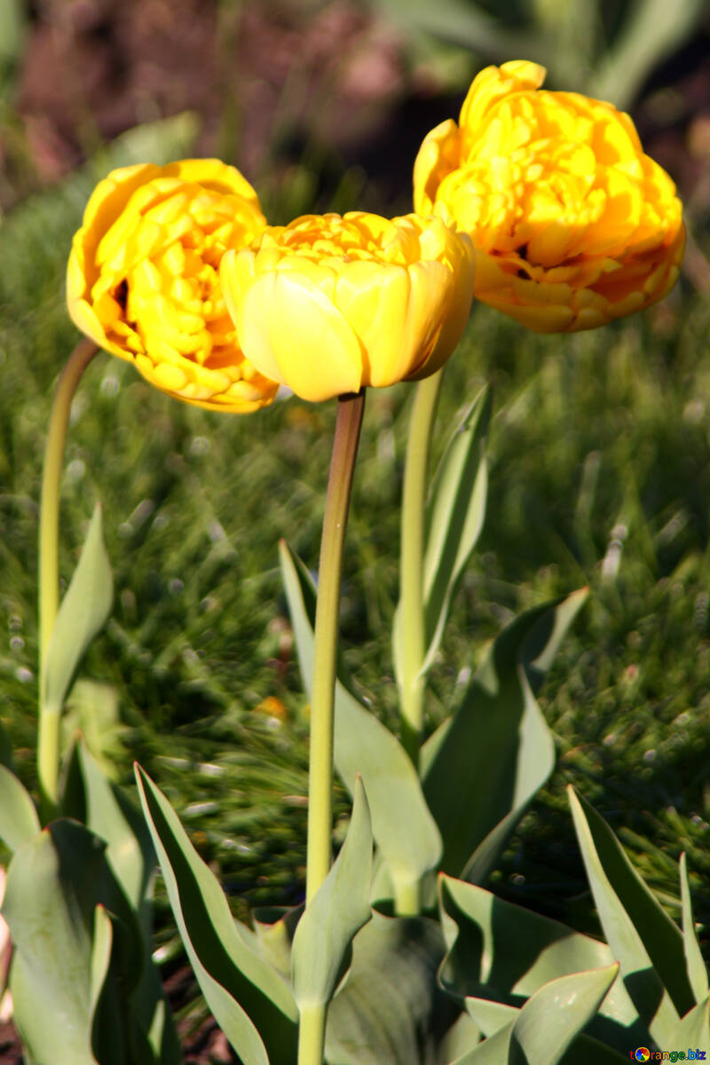 Yellow peonies tulips №1655