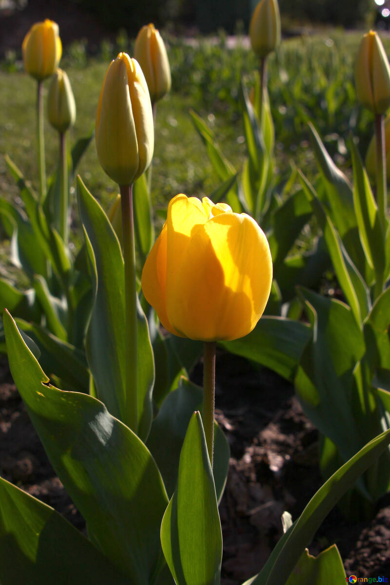 El tulipán amarillo iluminado por el sol №1641
