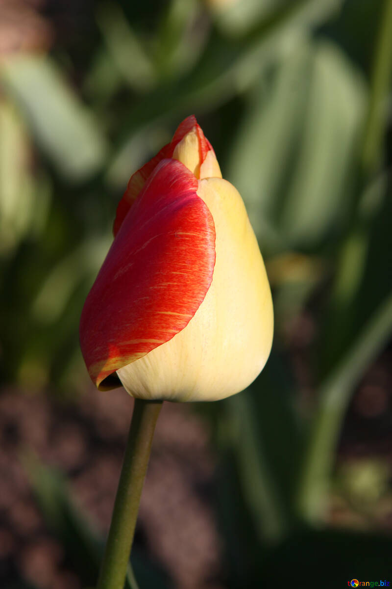 tulipa amarela e vermelha. Fechar №1642
