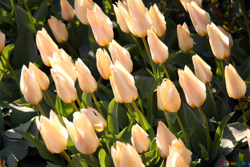 Beige tulips №1663