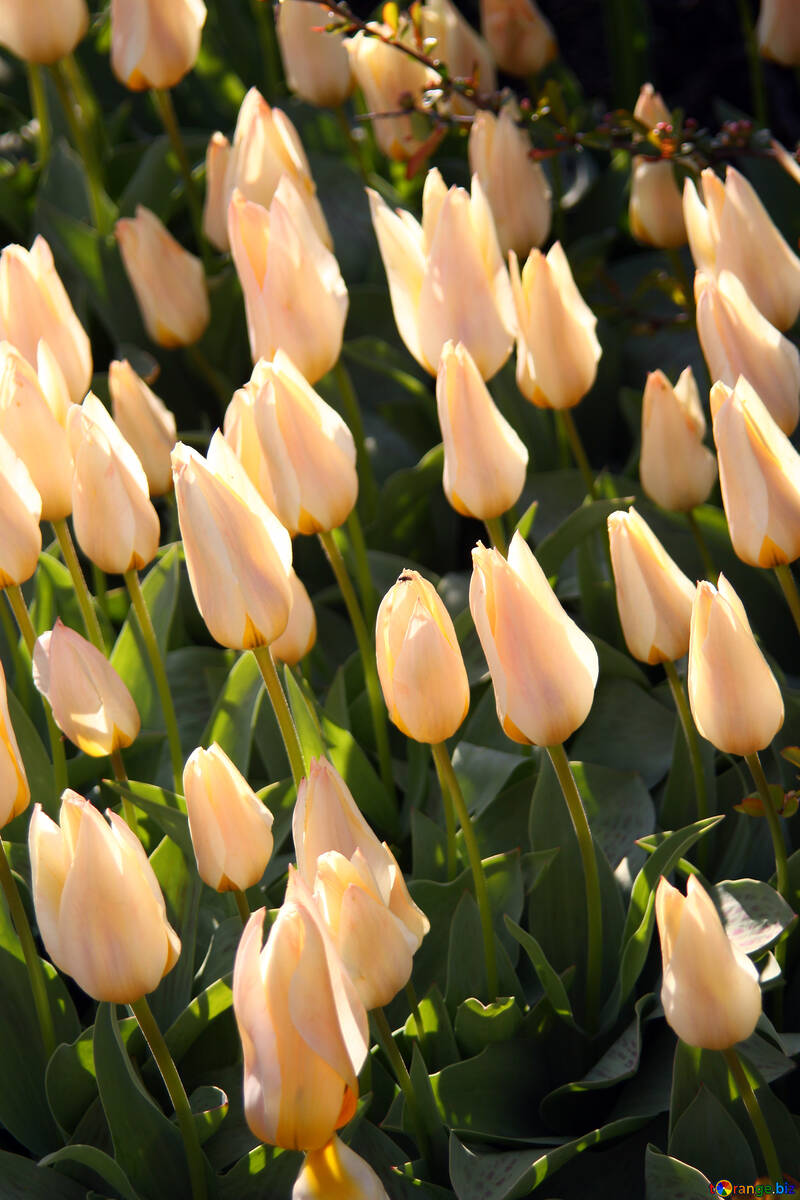 Glade beige tulips №1664