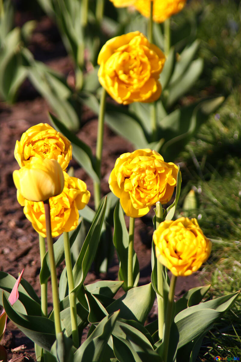 Peonies tulips №1656