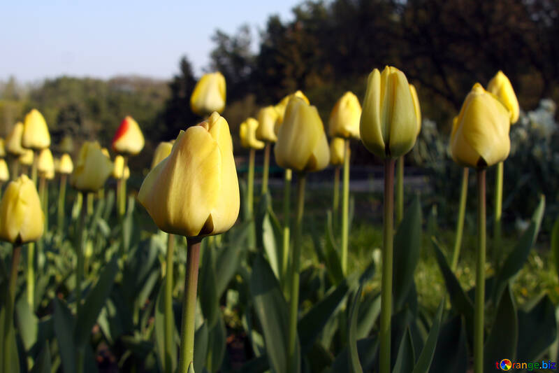 Un grand nombre de tulipes jaunes №1643