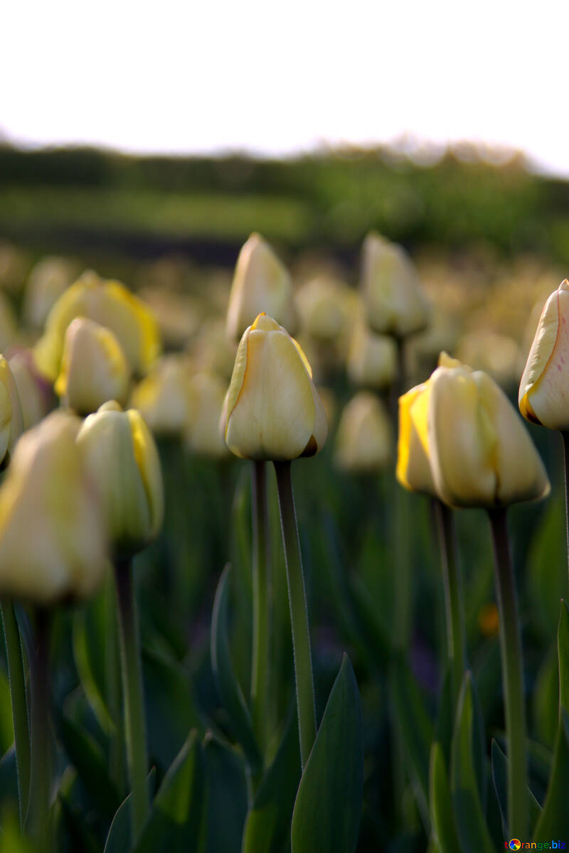  tulipanes amarillos al atardecer  №1646