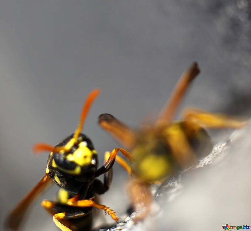 Wasps fight №1794
