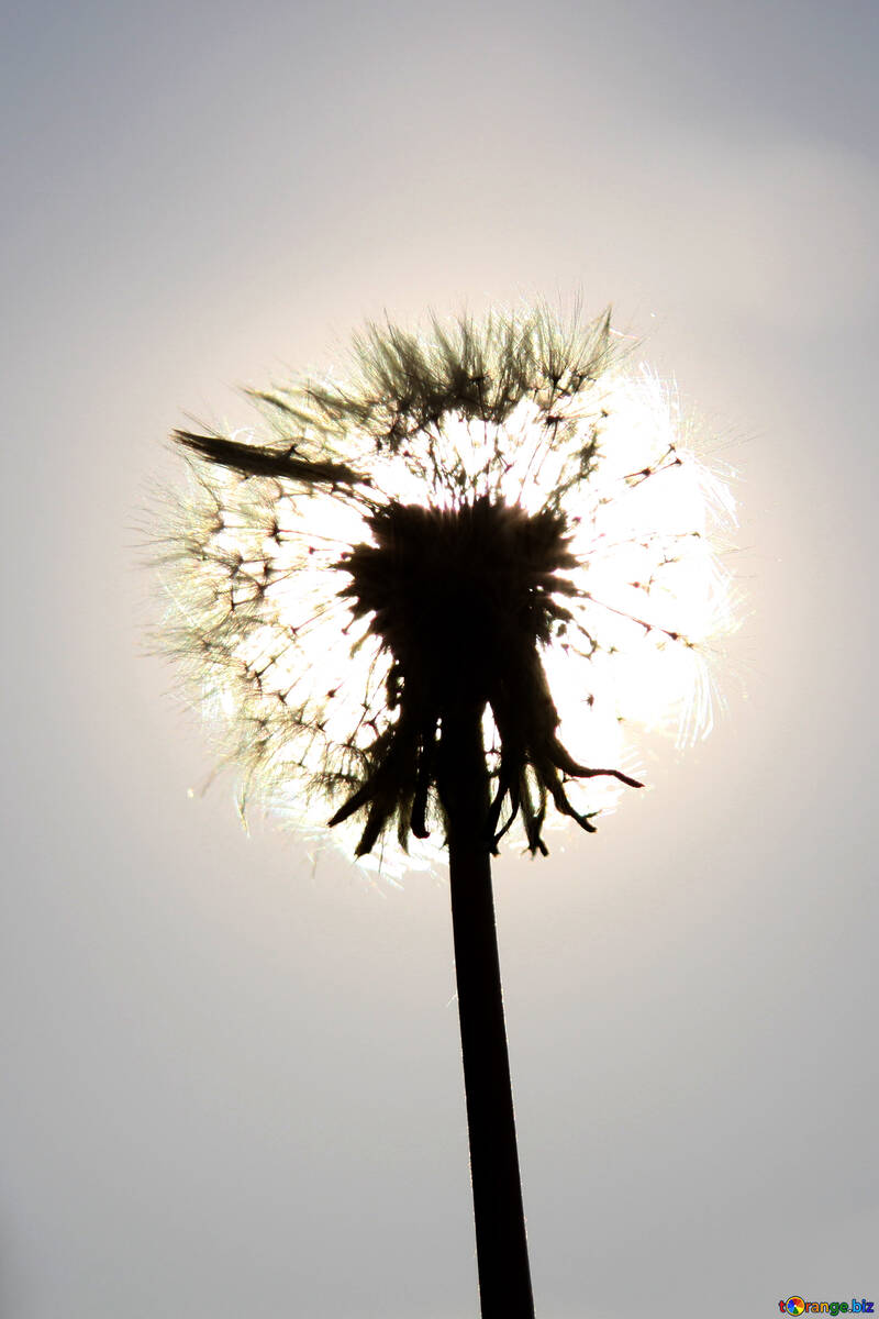 White dandelion in the sun №1591