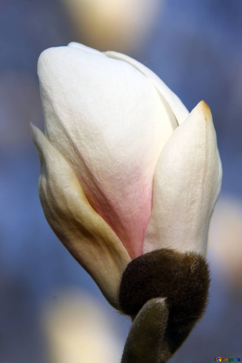 Blanco flor №1764