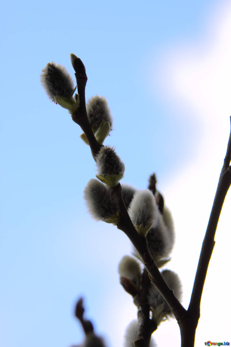 Willow flower on background  sky №1021