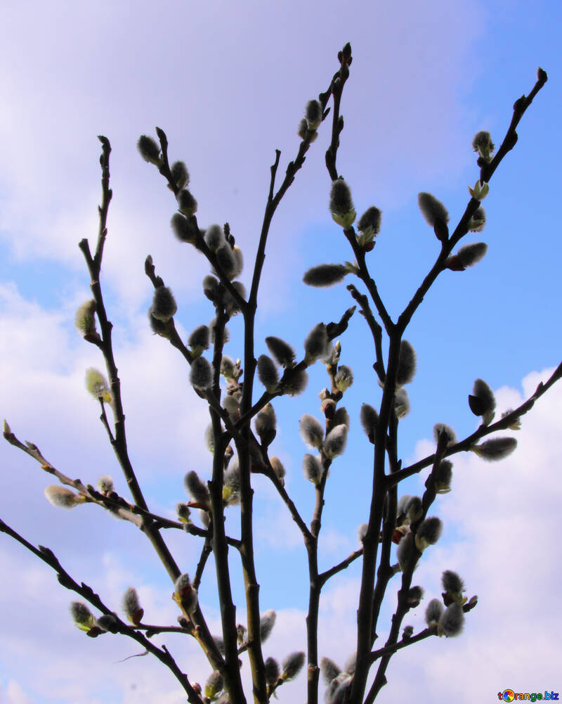 Willow twigs against the sky №1017