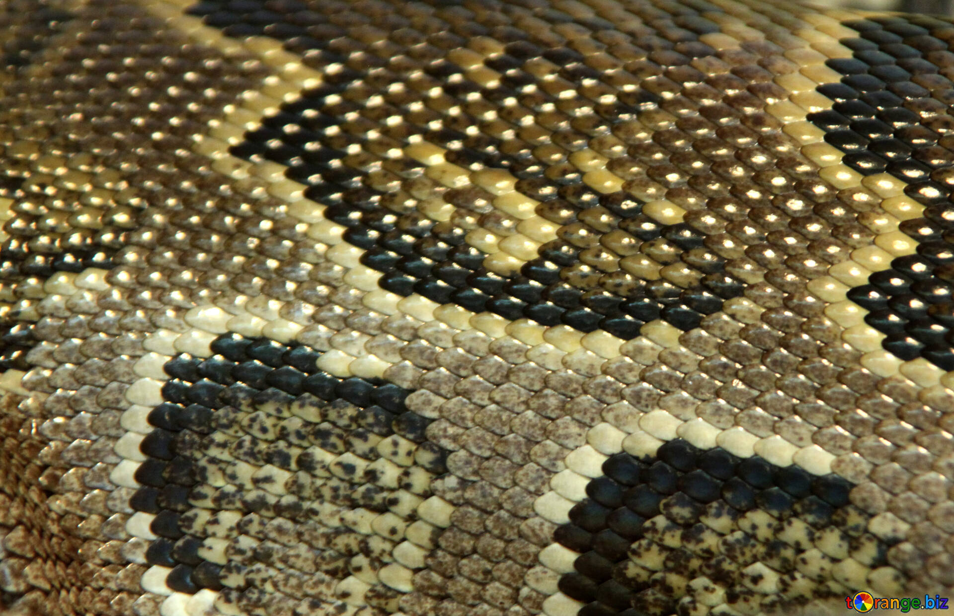  Texture  snake  skin  the texture  pattern skins snakes 