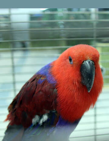 Noble  Parrot №10740