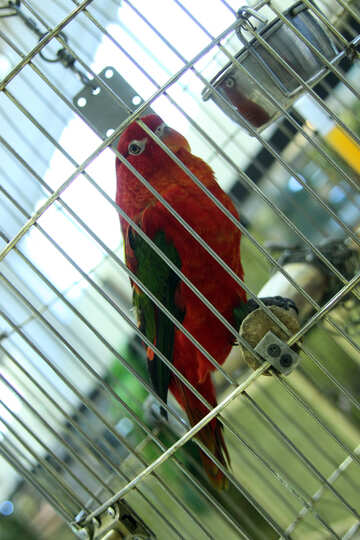 Papagei  Lory №10786