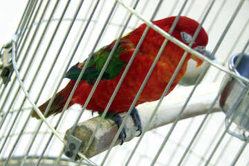 Parrot   sleep №10757