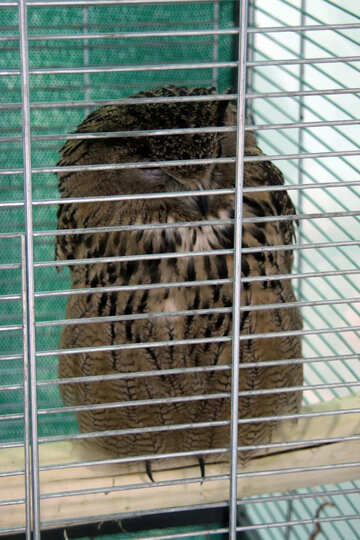 Wild  owl    Captivity №10782