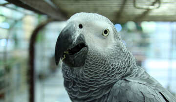 Beak  large  parrot №10834