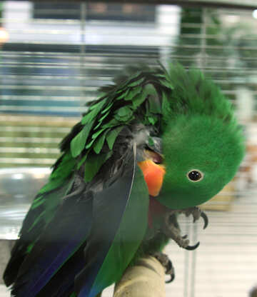 Medium  Noble  parrot  №10760