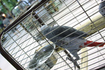 Parrot  Greys   in  cage №10769