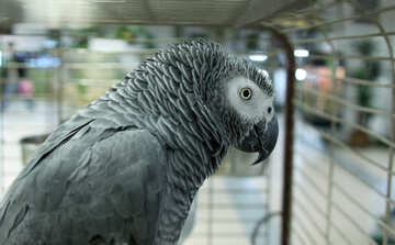 Parrot  in  shop №10824