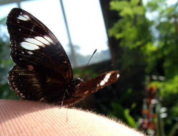 美しい 蝶  №10729