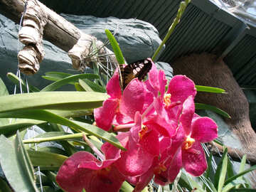 Mariposa en flor №10685