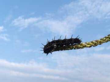 Caterpillar №10867