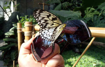 Papillon sur verres  №10634