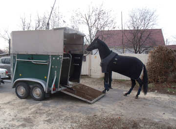 Trailer for transportation horses №10911