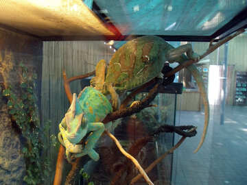Chameleons in cage №10686