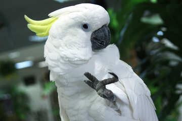 Cockatoo №10778