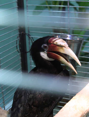 Wild  Bird  in  cage №10808