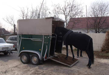 Shipping horses №10915