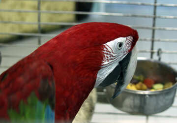 Home  parrot  Macaw №10789
