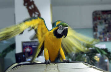 Parrot  Macaw  waves  wings  №10790