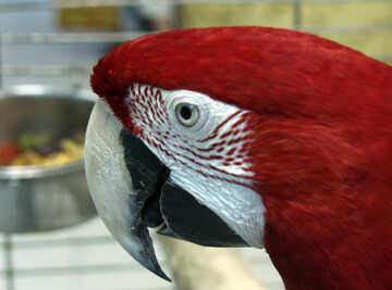 Vermelho  Macaw №10807