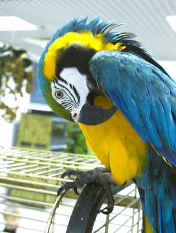 Papagei  Macaw  sauber  Federn №10777