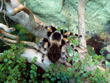 Spider tarantula  №10720