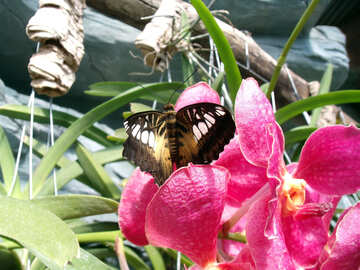 Бабочка на орхидее  №10678